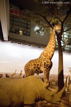 上海科技馆 动物标本 长颈鹿