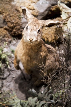 上海科技馆 动物标本 野兔