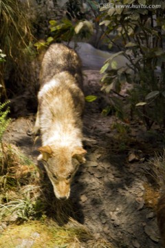 上海科技馆 动物标本 狼 动物