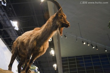 上海科技馆 动物标本