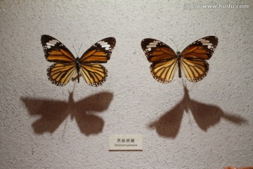 上海科技馆 动物标本 蝴蝶