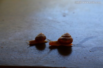行走的蜗牛高清图