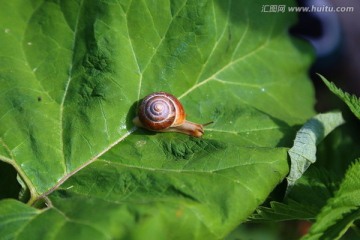 蜗牛与绿叶高清图