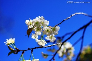 梨花