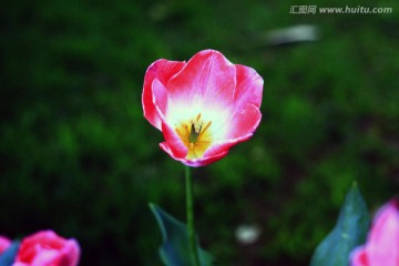 郁金香