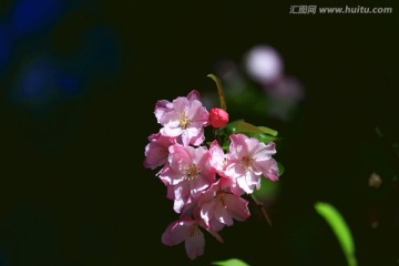 海棠花