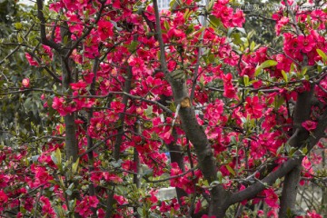 满树红色桃花