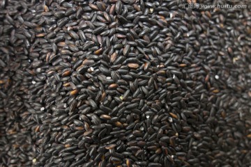 粥食材黑米