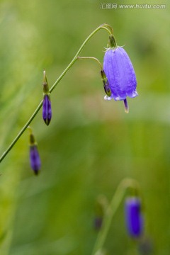 野生花卉沙参