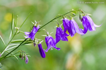 野生花卉沙参