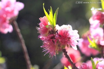 桃花