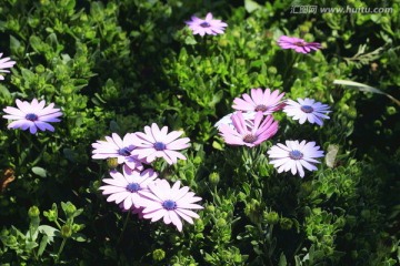 野菊花