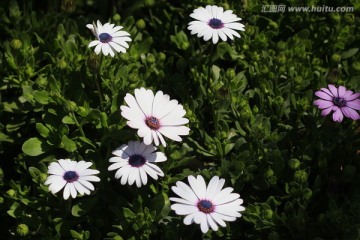 野菊花