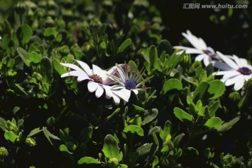 野菊花