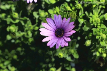 野菊花