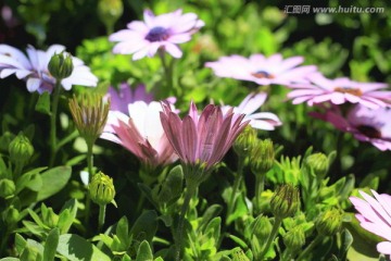 野菊花