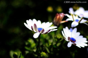 野菊花