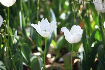 白色郁金香