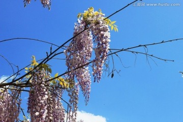 树花