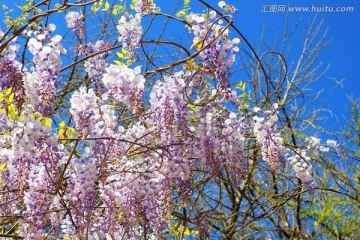 树花
