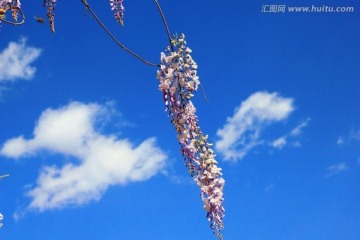 树花