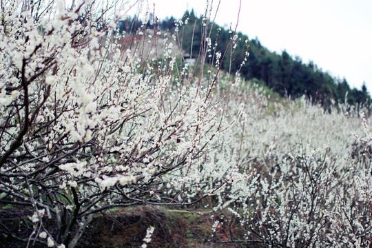 梨花