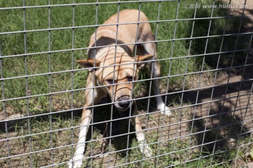 上海 淀山湖 休闲场所 犬舍