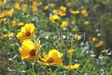秋季黄色菊花背景素材
