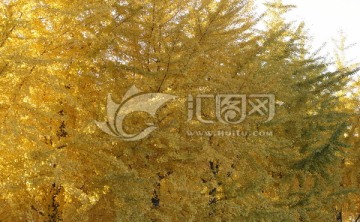 秋季黄色银杏树背景素材