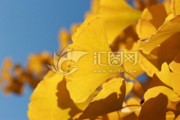 秋季黄色银杏叶背景素材
