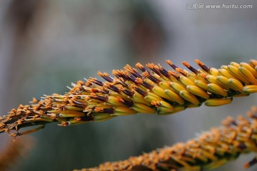 鬼切芦荟