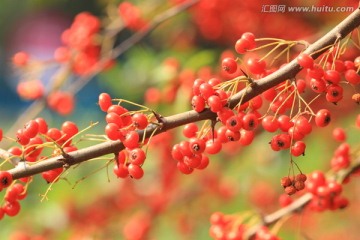 火棘