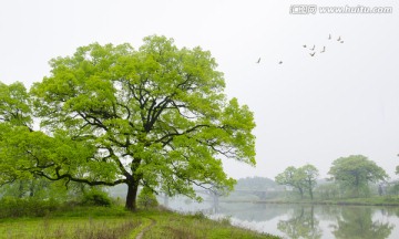 春天 新绿 闹春