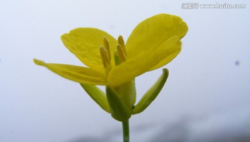 油菜花