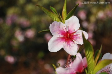 春来桃花开