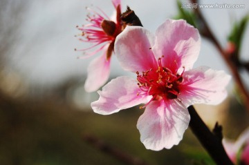 春来桃花开