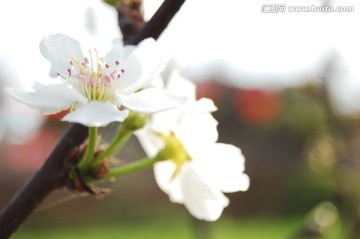 春来梨花