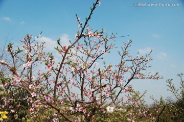 春来桃花开