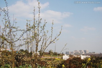 春光