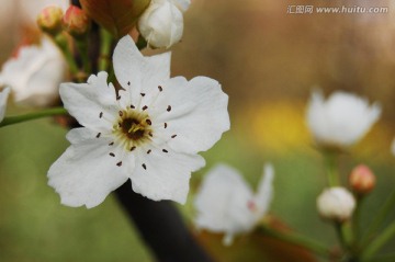 梨花