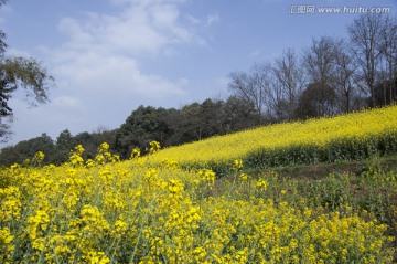 油菜花