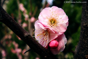 红梅