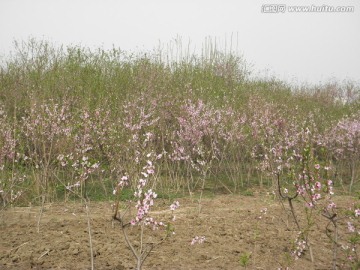 桃花系列之桃林