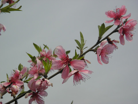 桃花系列