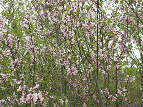 桃花系列