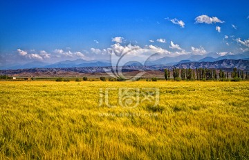 新疆田园