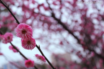 盛开的梅花