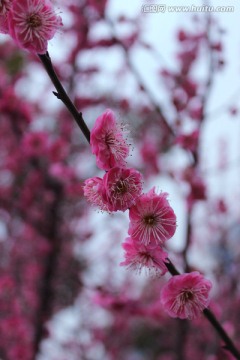 盛开的梅花