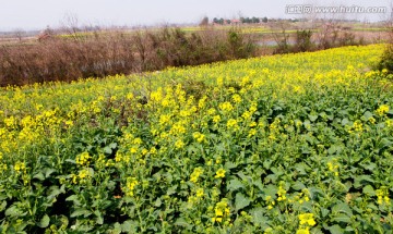 油菜花