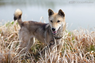 狼狗